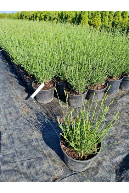 Лаванда колосиста Платінум Ніко 3л/вис.15-25см/Ø15-20см